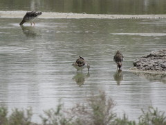 Calidris pugnax