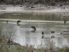 Calidris pugnax