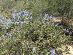 Ceanothus pendletonensis