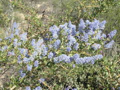Ceanothus pendletonensis