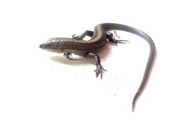 Pholidobolus vertebralis