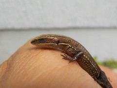 Pholidobolus vertebralis