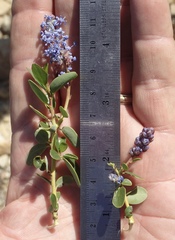 Ceanothus pendletonensis