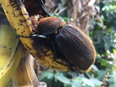 Dynastes septentrionalis