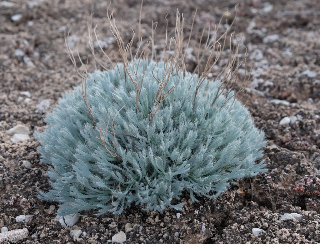 Dwarf Bear-poppy in December 2023 by Brad Jorgensen · iNaturalist