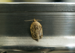 Adoxophyes privatana