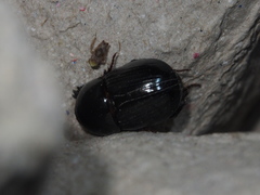 Alissonotum pauper