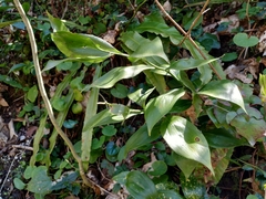 Ruscus colchicus