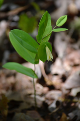 Uvularia perfoliata