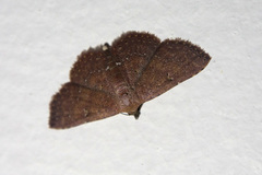 Cerynea punctilinealis