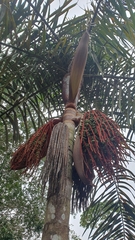 Bacaba Palm (Oenocarpus bacaba)