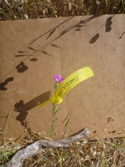 Clarkia gracilis gracilis