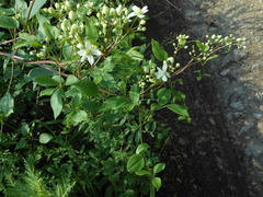 Clematis terniflora mandshurica