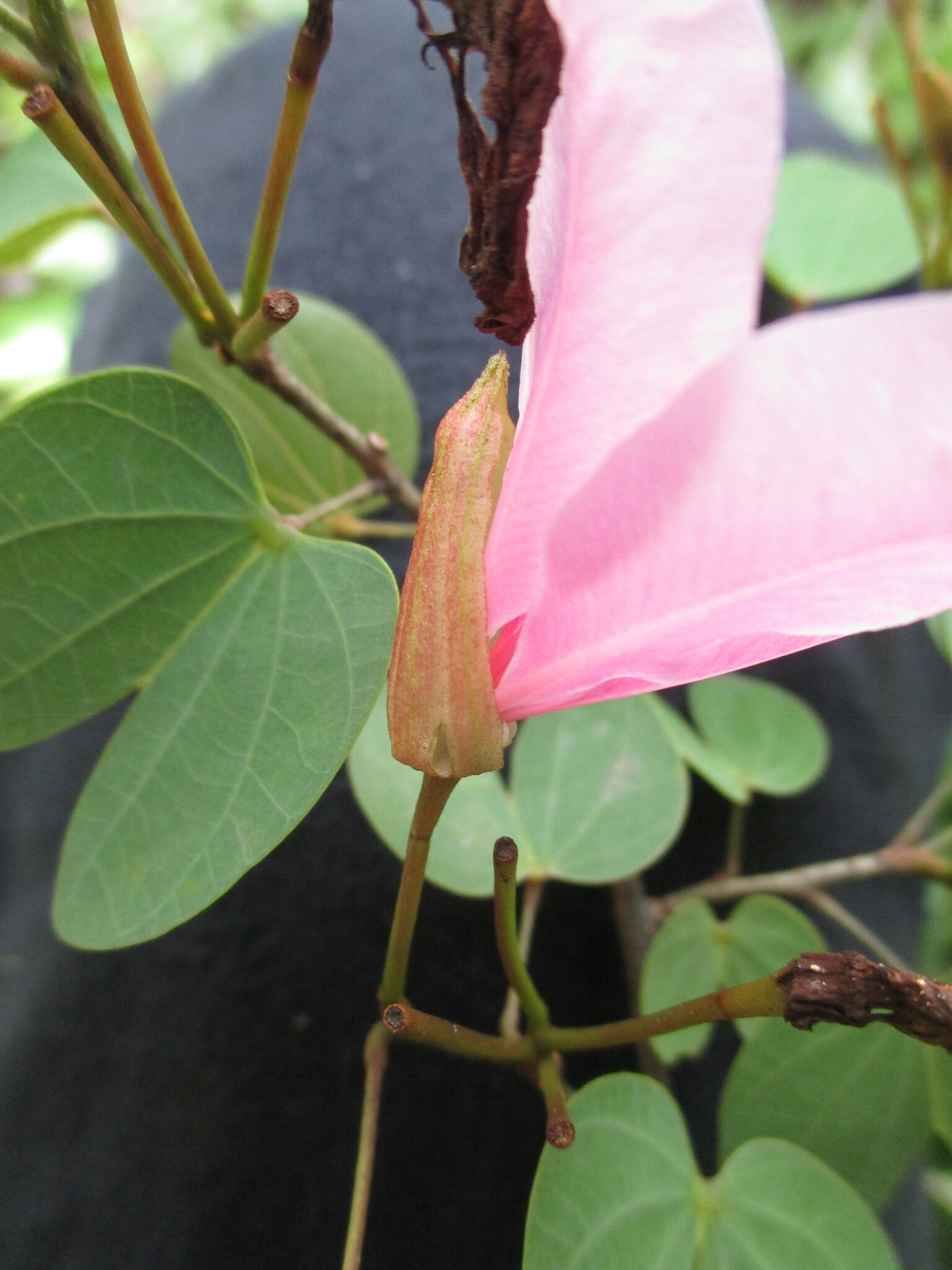 Bauhinia ayabacensis image