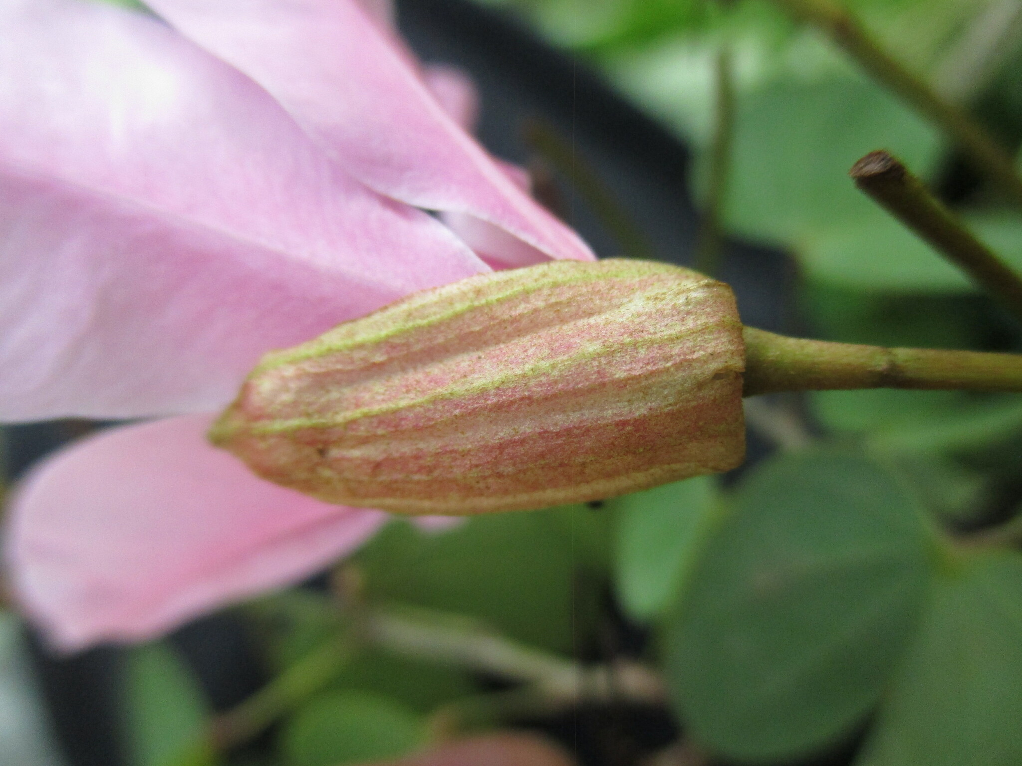 Bauhinia ayabacensis image