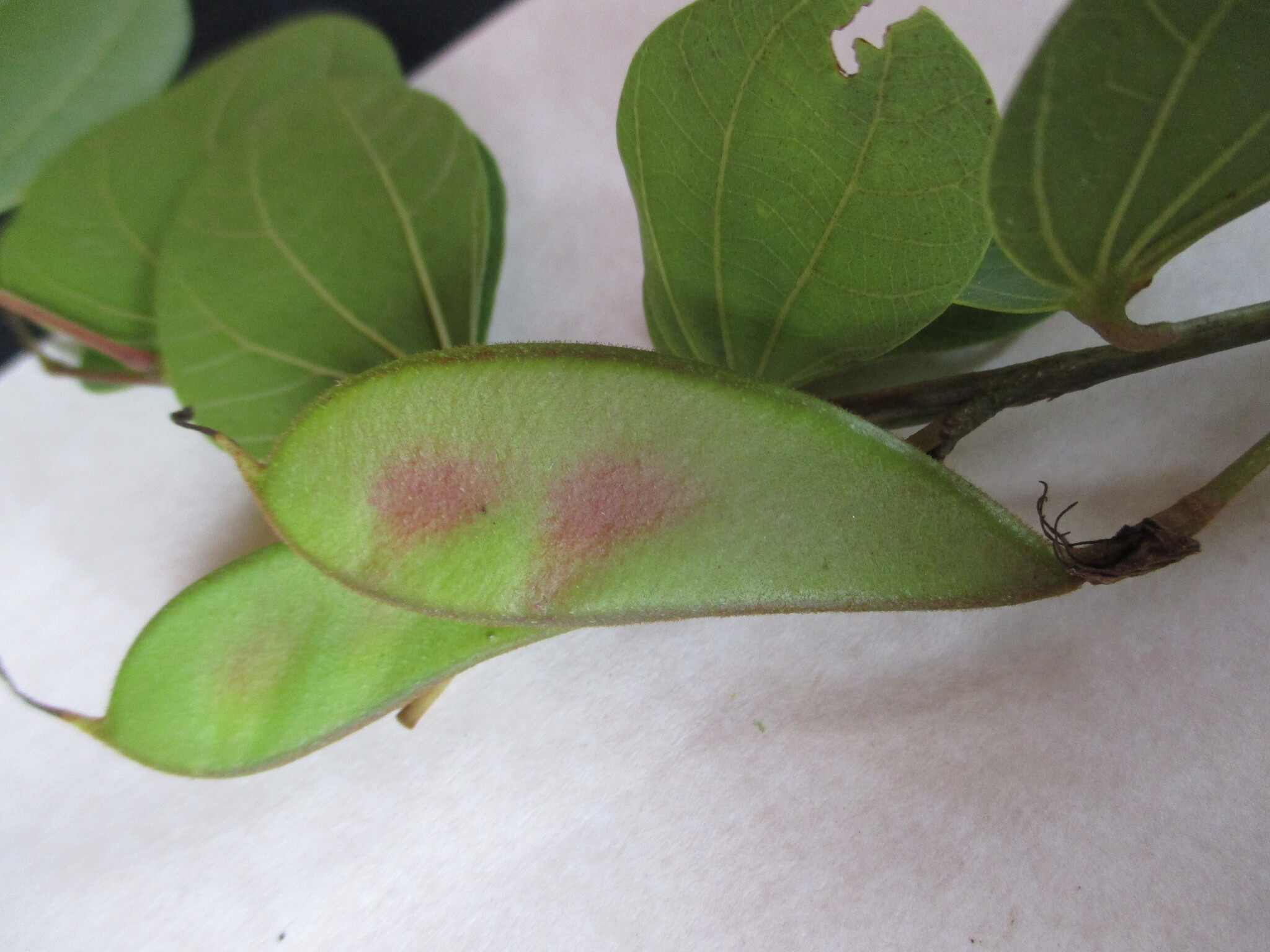 Bauhinia ayabacensis image