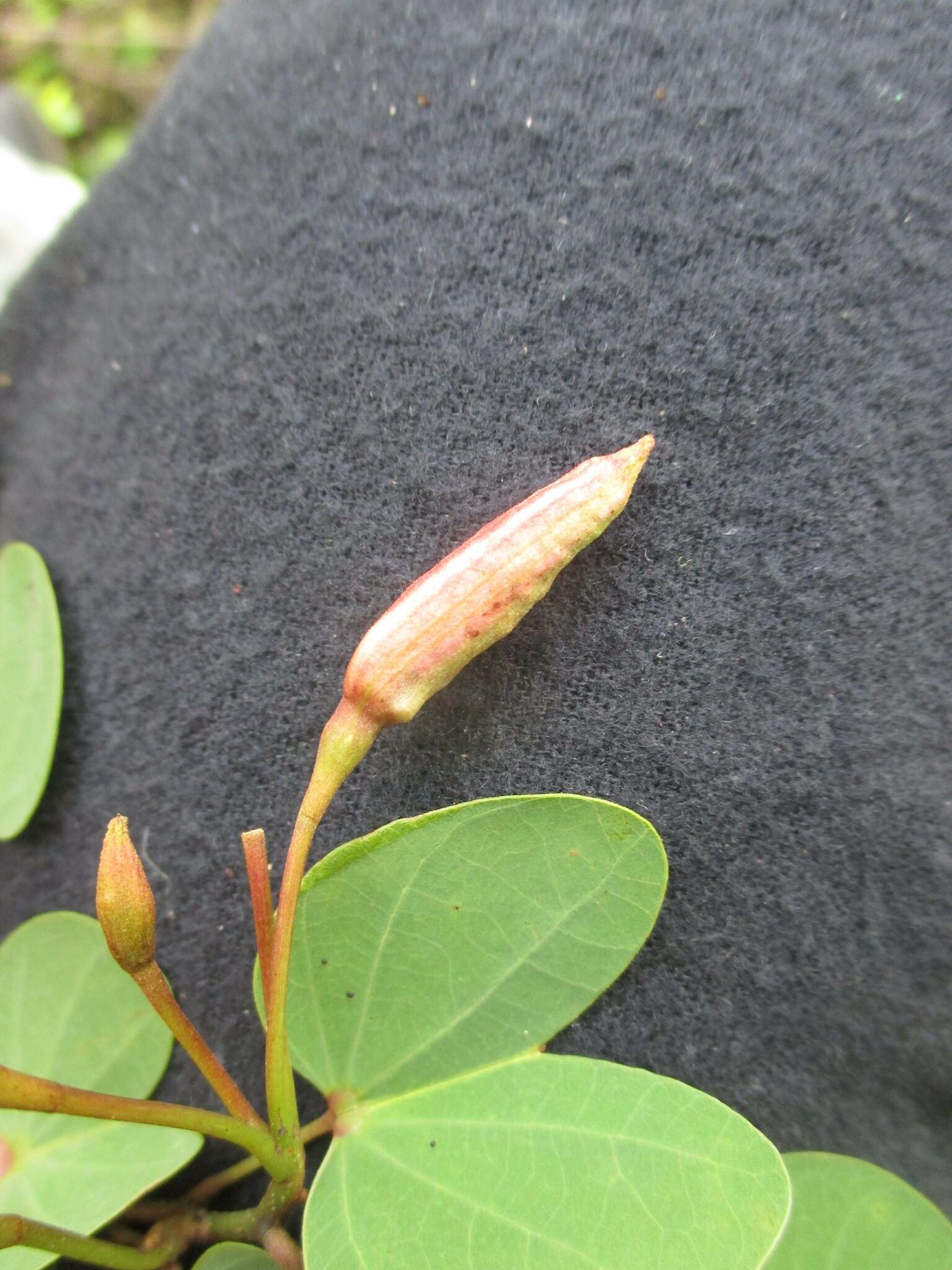 Bauhinia ayabacensis image