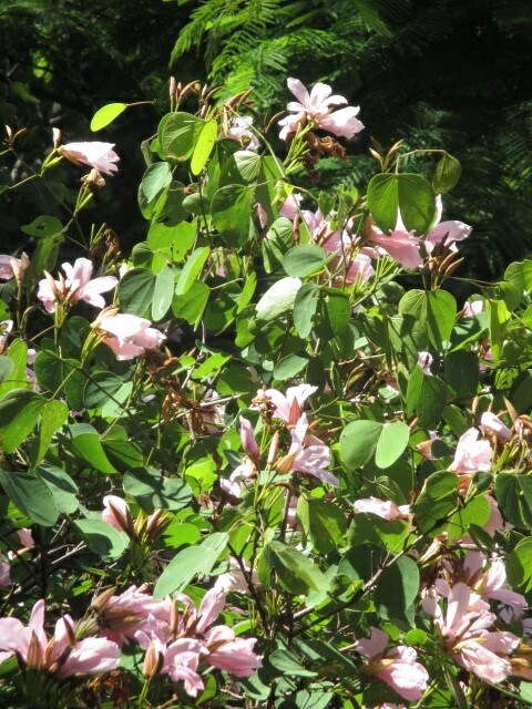 Bauhinia image