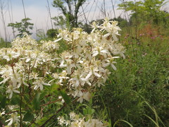 Clematis terniflora mandshurica