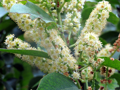 Prunus ilicifolia lyonii