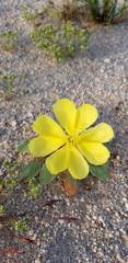 Oenothera primiveris