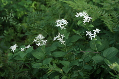 Clematis terniflora mandshurica