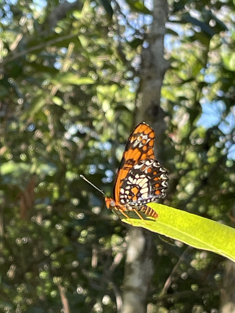 Puerto Rico Harlequin Butterfly from Guajataca State Forest, San ...