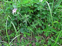 Geranium wlassovianum