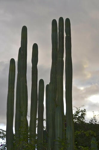 Trichocereus macrogonus