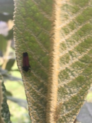 Cardioscarta flavifrons