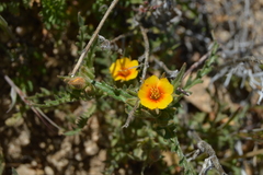 Mentzelia pectinata