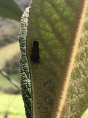Cardioscarta flavifrons