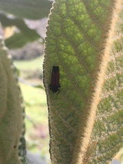 Cardioscarta flavifrons