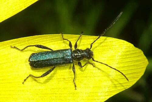 Callimus angulatus