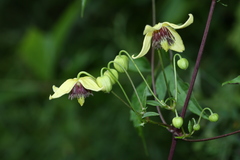 Clematis serratifolia