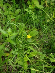 Ranunculus petiolaris