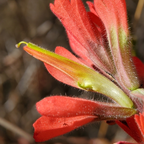 Image of Castilleja martini by no rights reserved