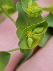 Euphorbia tetrapora