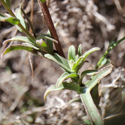 Image of Castilleja martini by no rights reserved