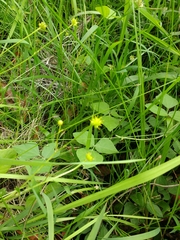 Ranunculus petiolaris