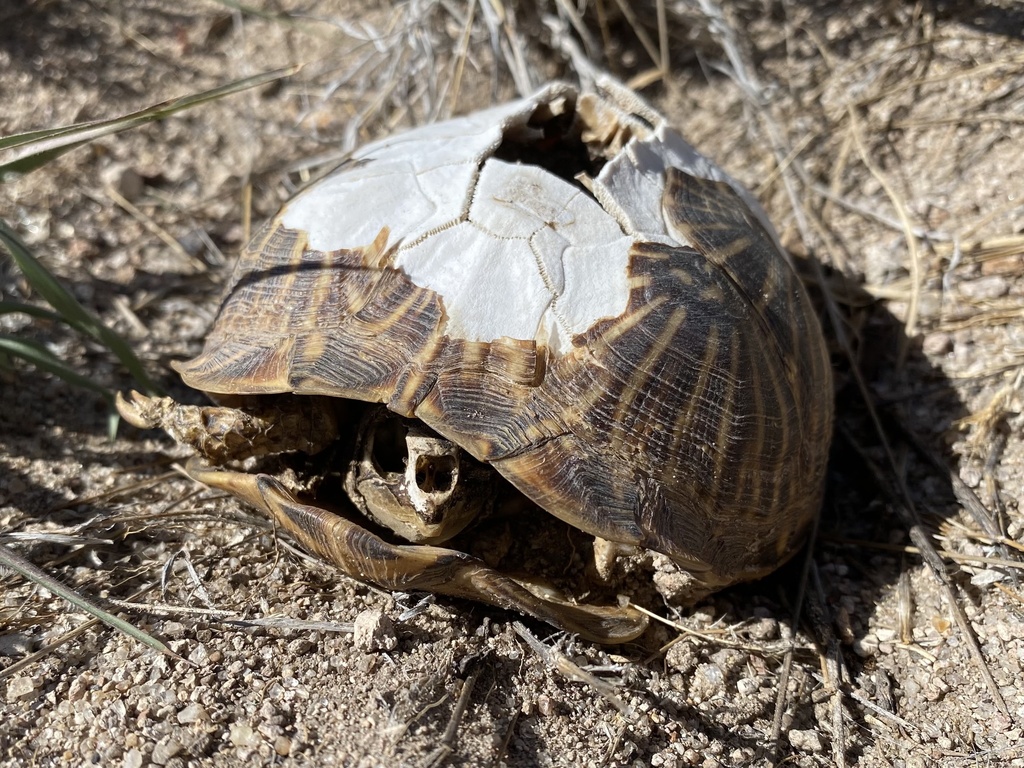 Desert Box Turtle in September 2023 by Daniel McNair · iNaturalist