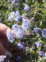 Ceanothus pendletonensis