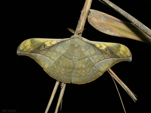Antheraea rosieri Toxopeus, 1940