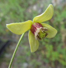 Clematis serratifolia