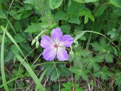 Geranium wlassovianum