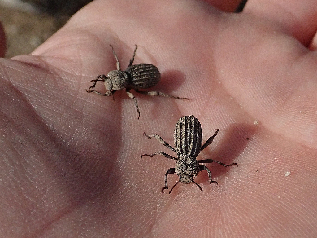 Trogloderus costatus