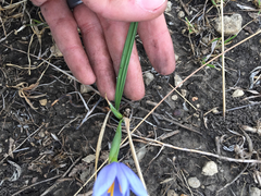 Nemastylis geminiflora