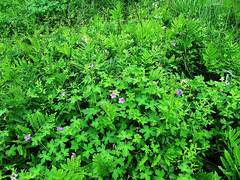 Geranium wlassovianum