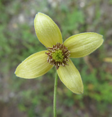 Clematis serratifolia