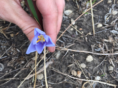 Nemastylis geminiflora